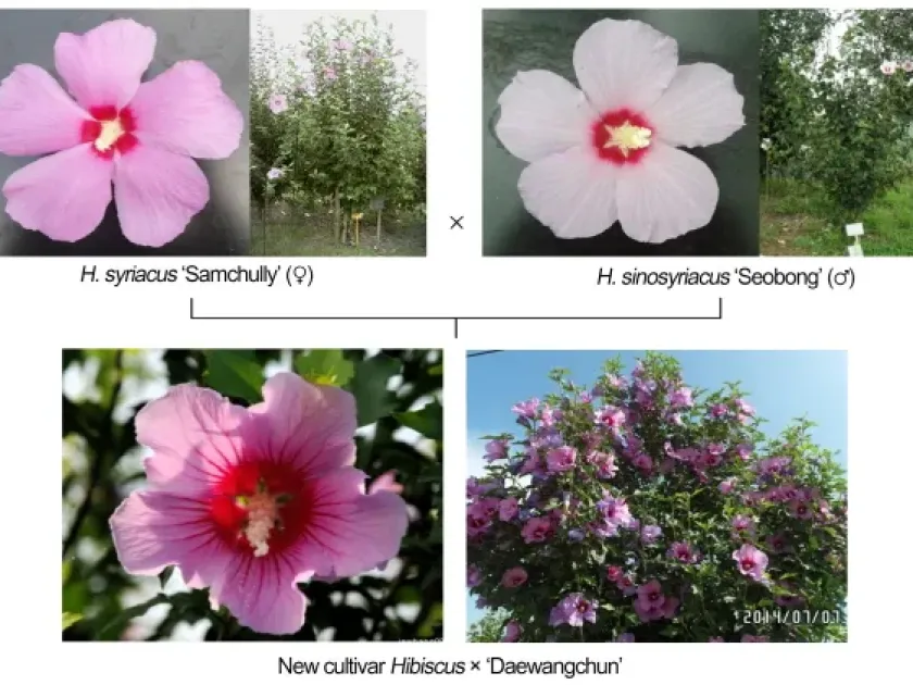 Hibiscus syriacus and Hibiscus sinosyriacus hybrids