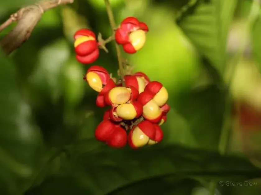 Harpullia ramiflora