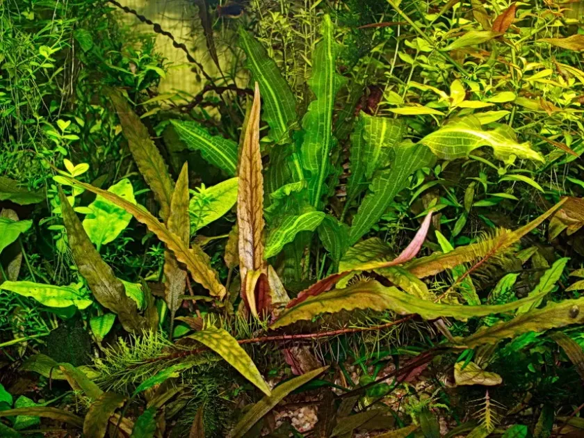 Cryptocoryne moehlmannii
