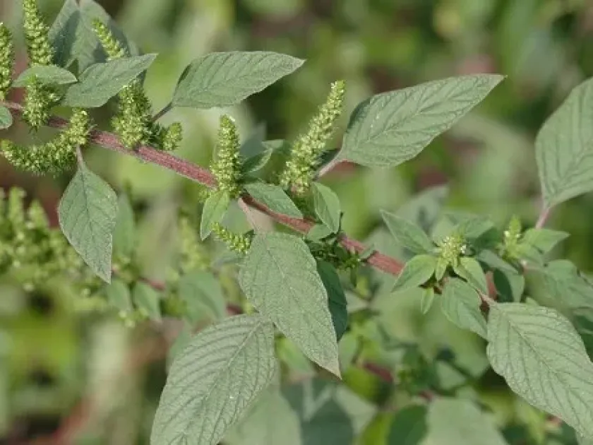 Wright's amaranth