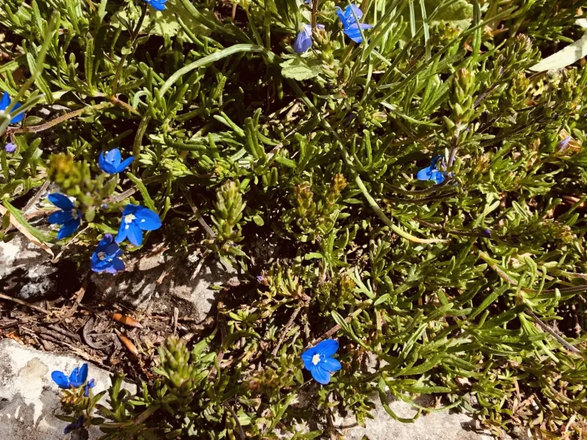 Crimean speedwell