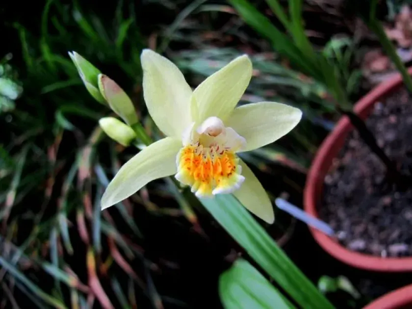 Bletilla ochracea