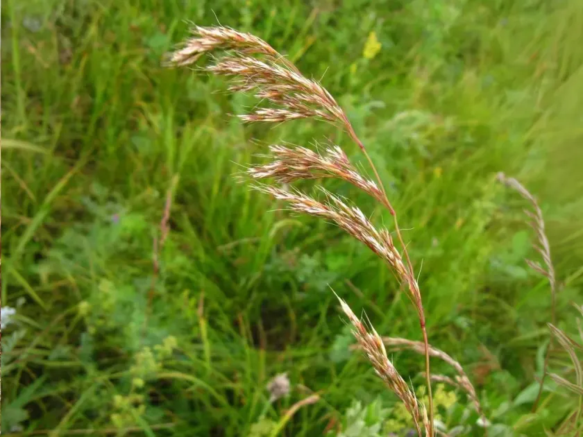 Siberian oatgrass