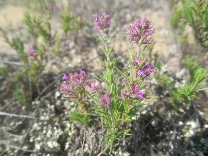 Thymus borysthenicus