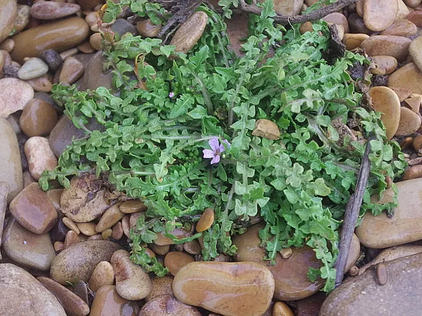 Neotorularia contortuplicata