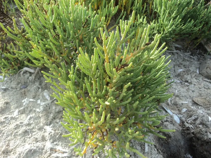 Salicornia brachiata