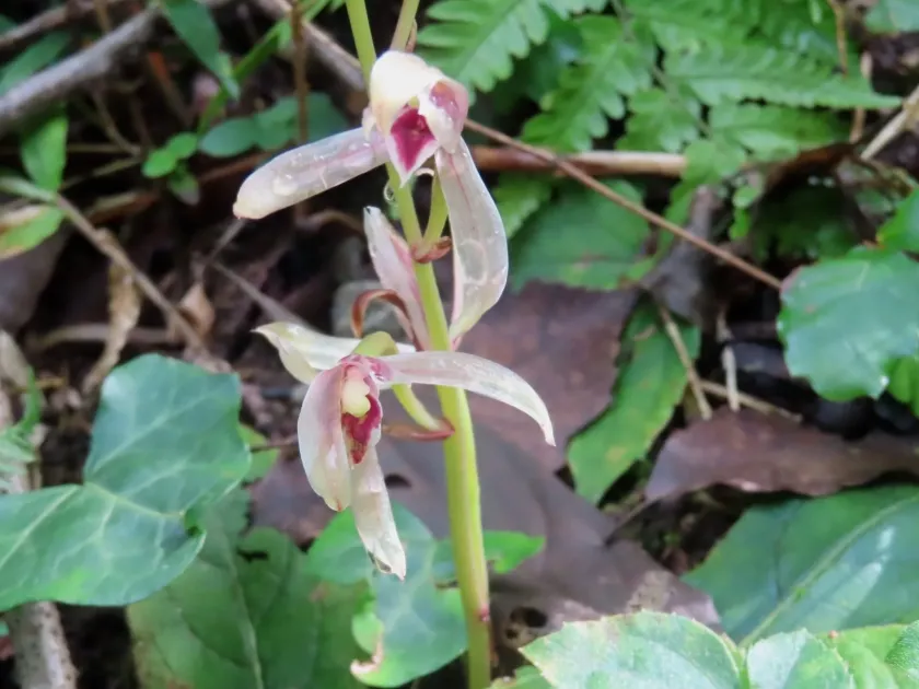 Cymbidium macrorhizon