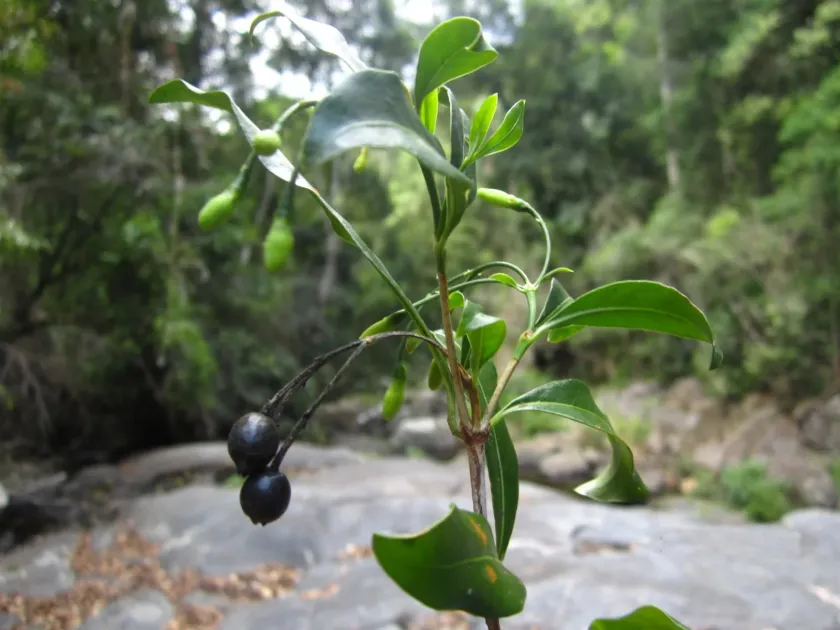 Tarenna alleizettei