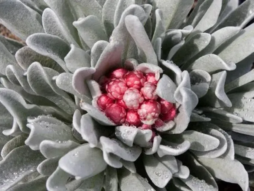 Helichrysum amorginum