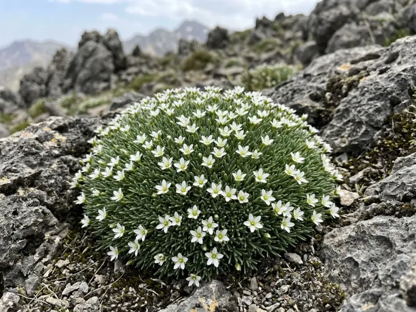 Ranunculus mgounicus