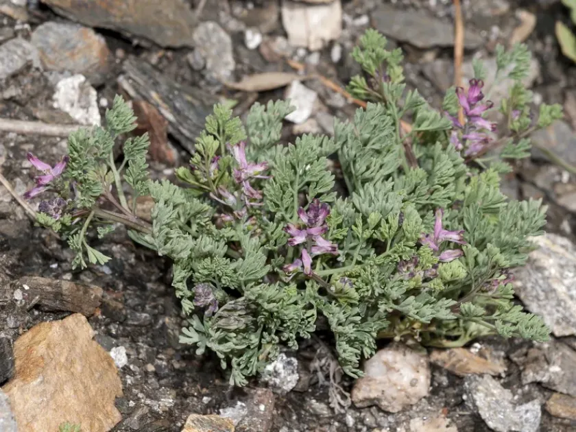 Pugsley's Fumitory