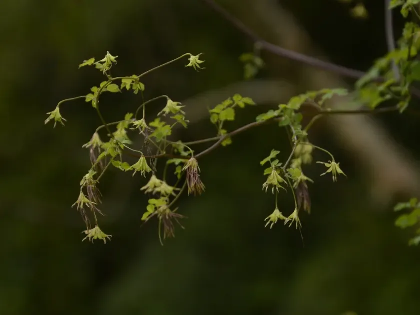 Thalictrum cultratum