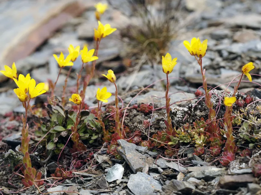 Saxifraga jacquemontiana