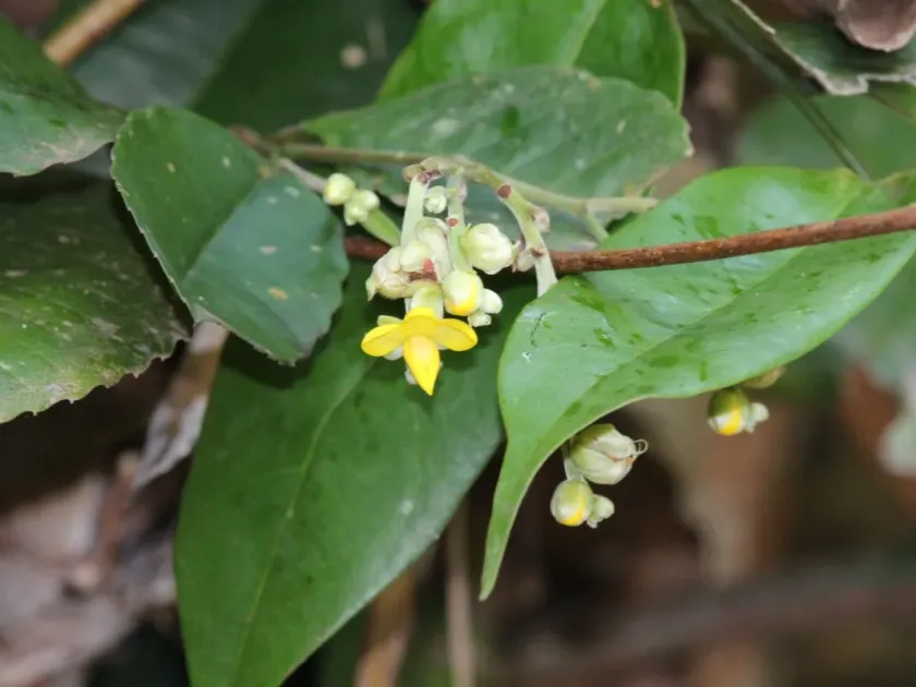 Schumacheria alnifolia