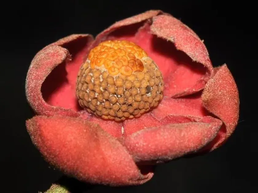 Uvaria concava