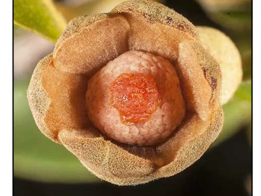 Uvaria micrantha