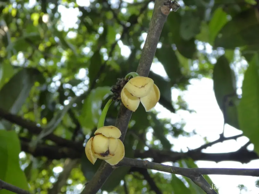 Sageraea thwaitesii