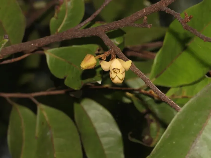 Alphonsea zeylanica