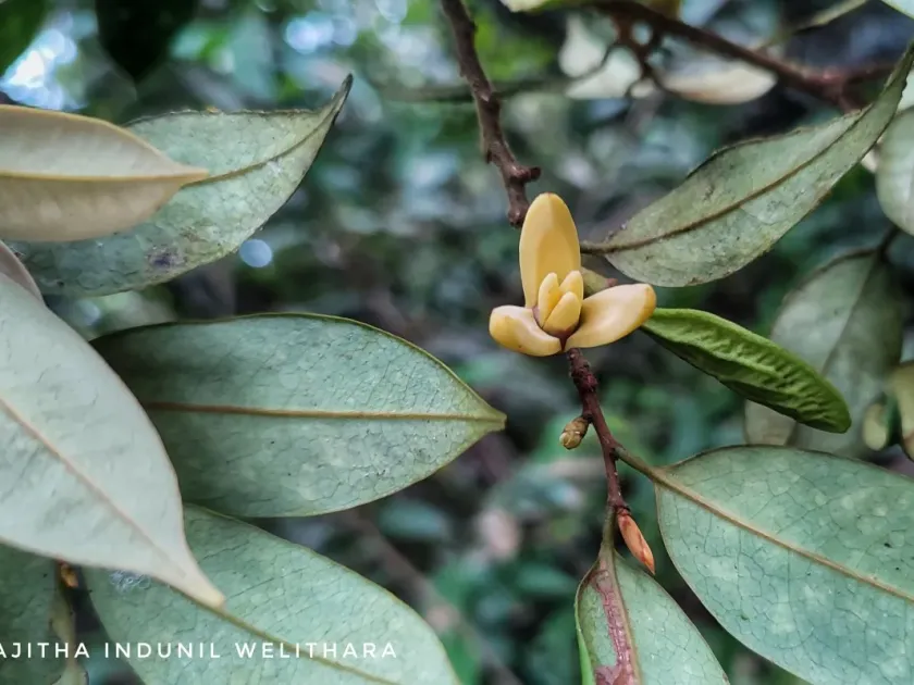 Xylopia championii