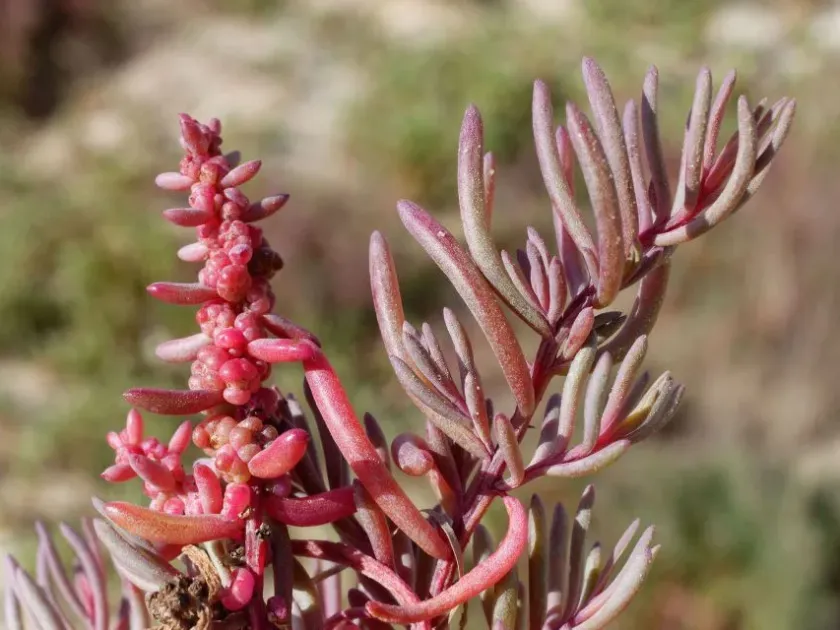Suaeda arguinensis