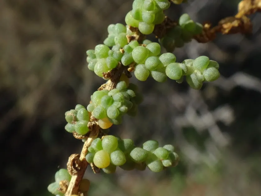 Salsola portilloi