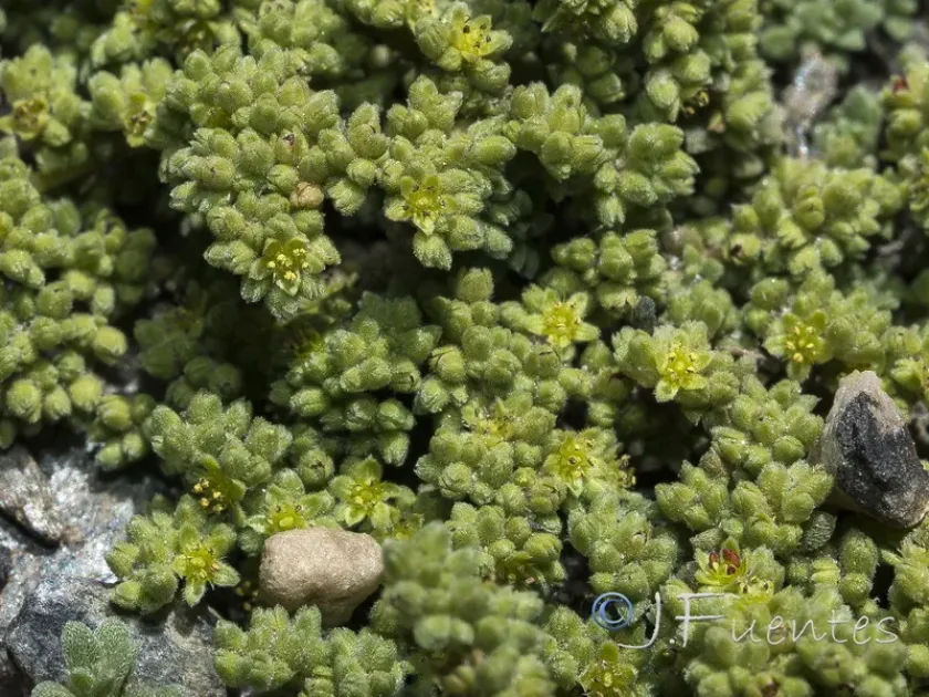 Herniaria boissieri