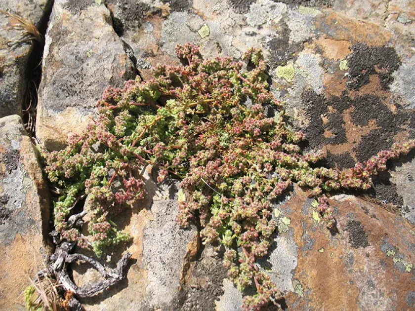 Herniaria regnieri