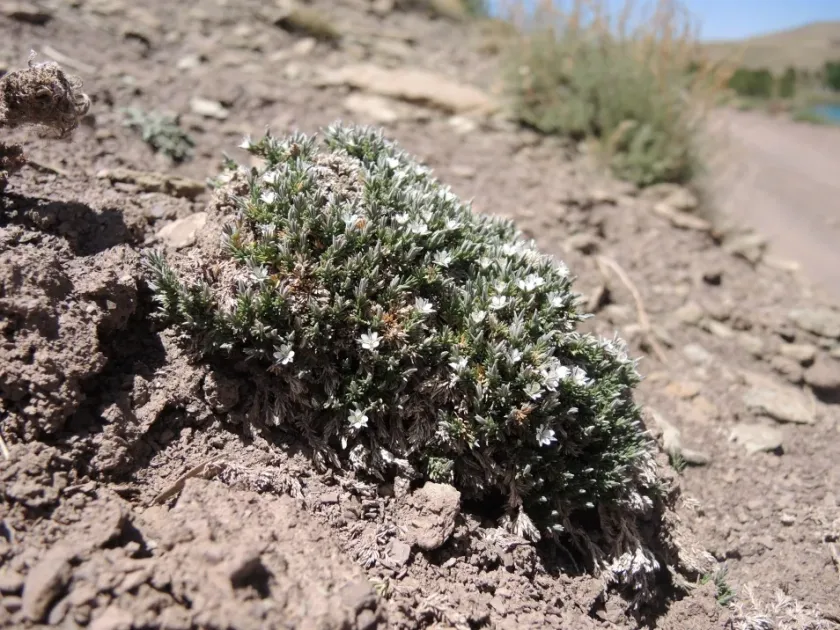 Bufonia murbeckii