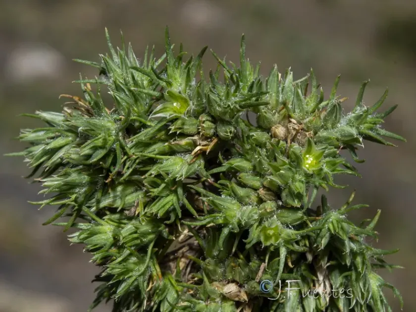Minuartia dichotoma