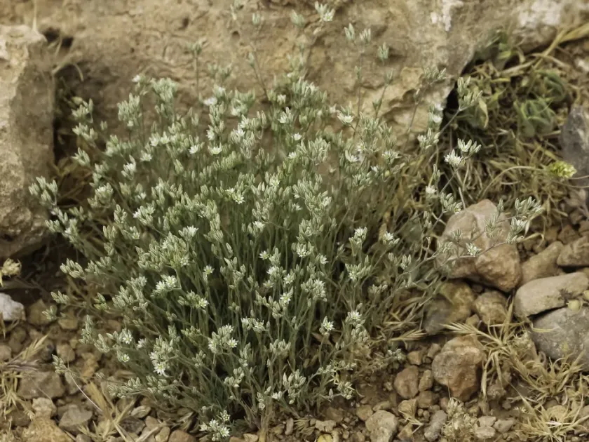 Minuartia tenuissima