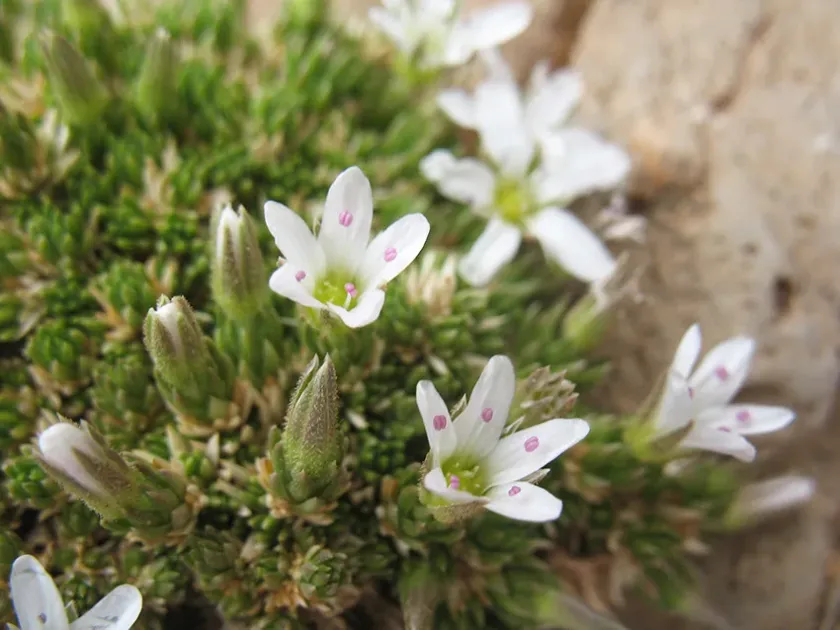 Arenaria mairei