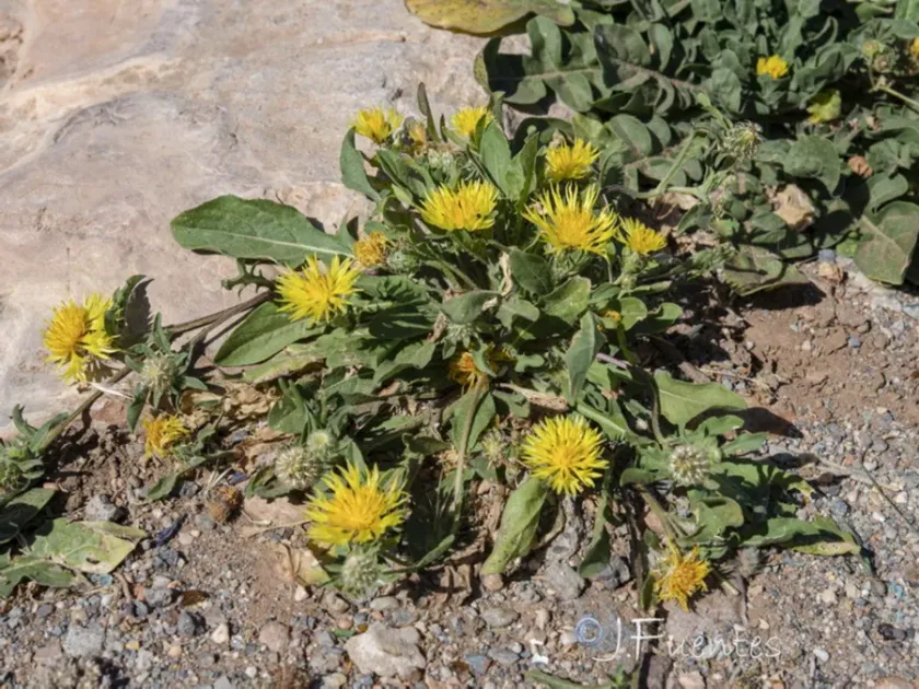 Centaurea involucrata