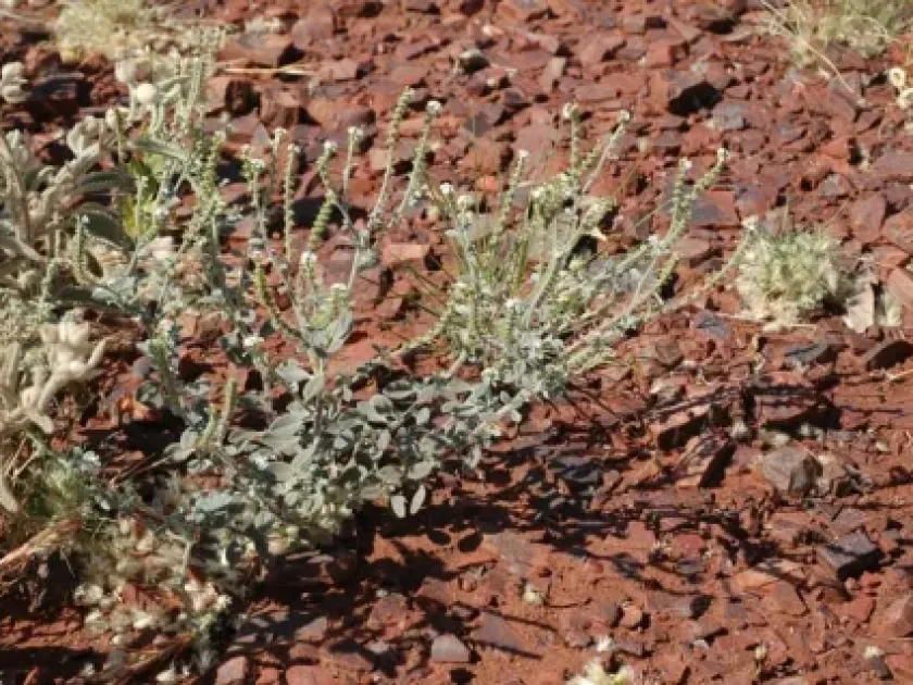 Heliotropium ovalifolium
