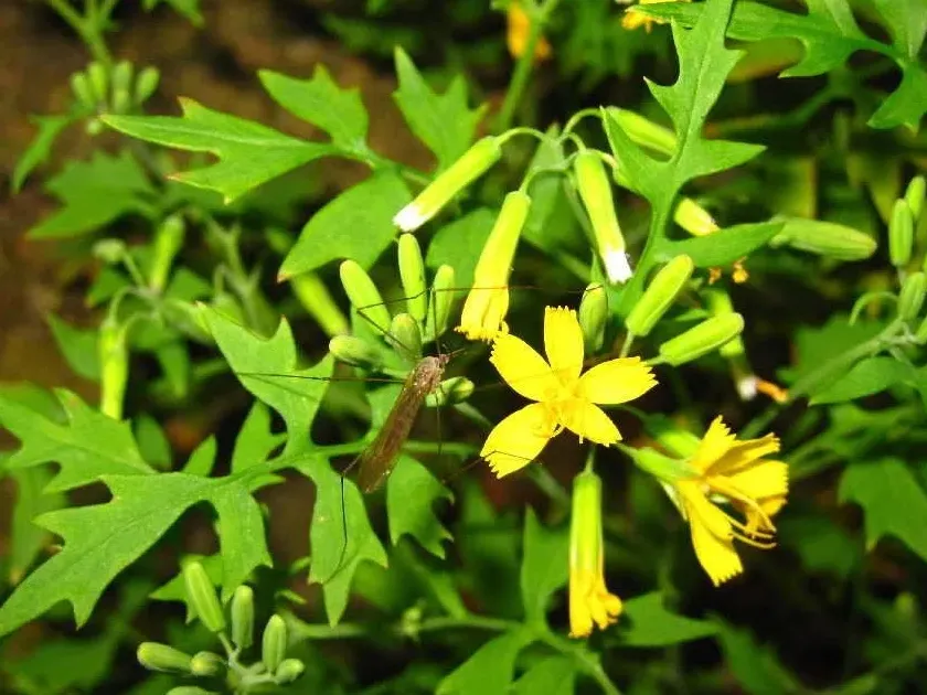 Crepidiastrum chelidoniifolium