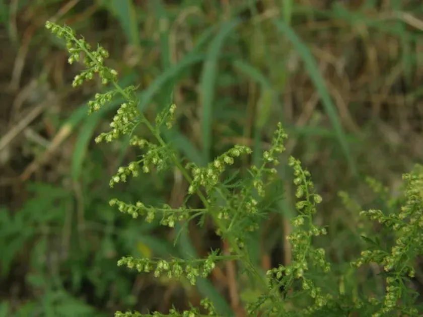 Faurie's wormwood