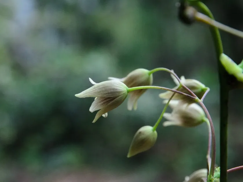 Holboellia brachyandra