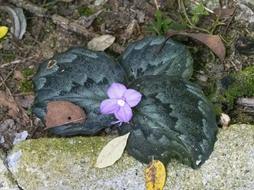 Kaempferia pulchra