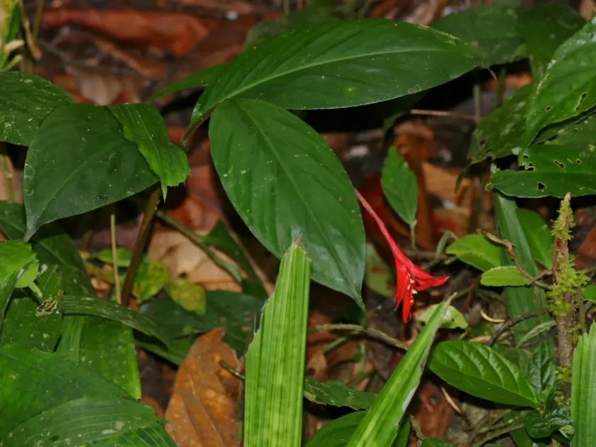 Globba atrosanguinea