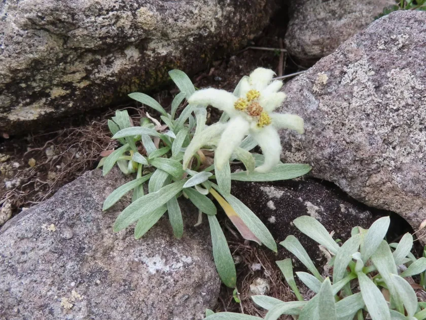 Leontopodium fauriei