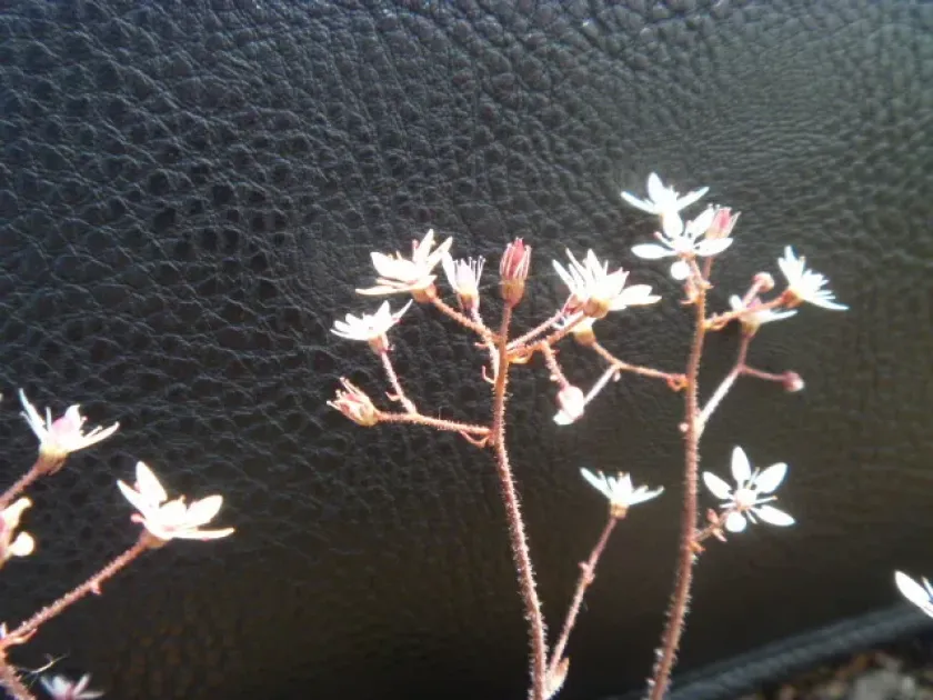 Saxifraga laciniata