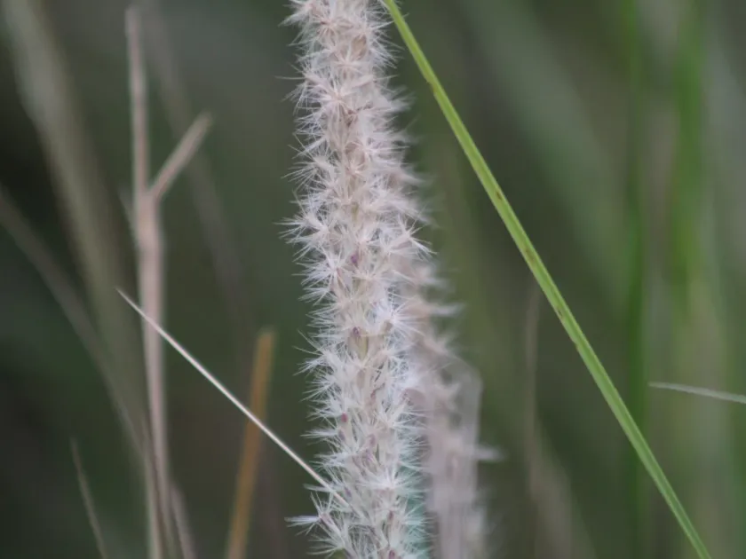Pappophorum caespitosum