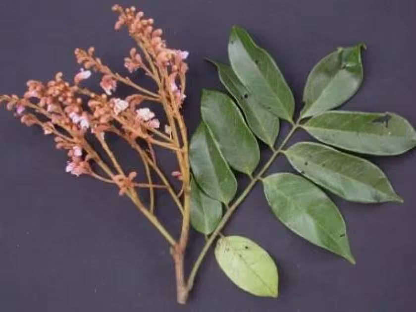 Diplotropis purpurea