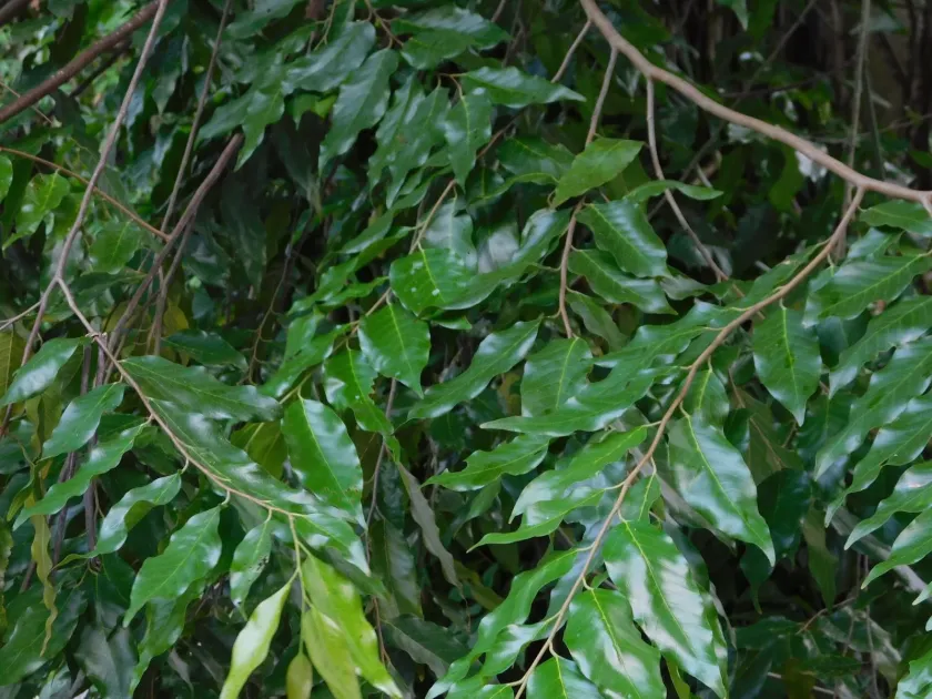 Hopea odorata