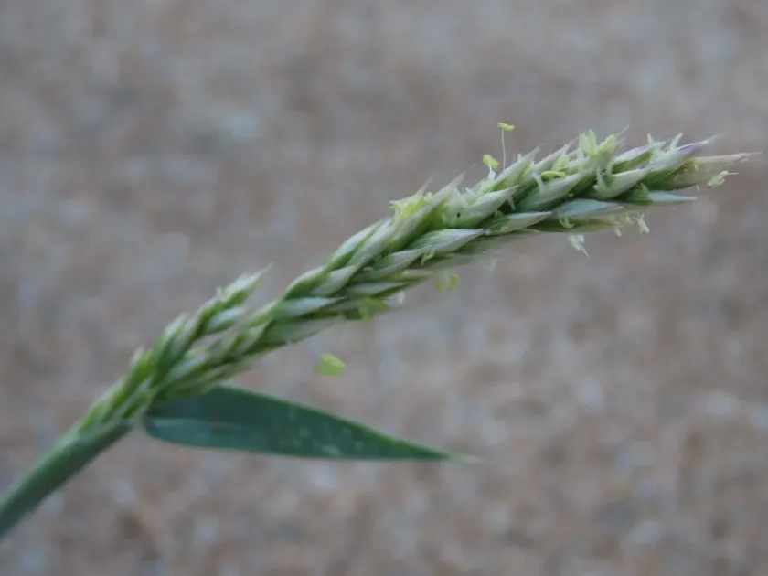 Centropodia glauca