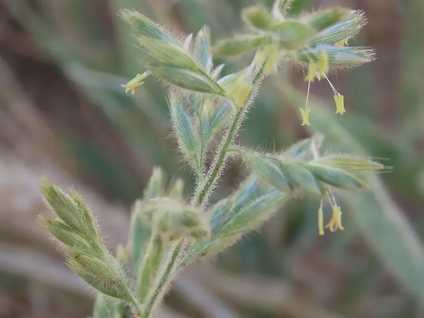 Schmidtia kalahariensis