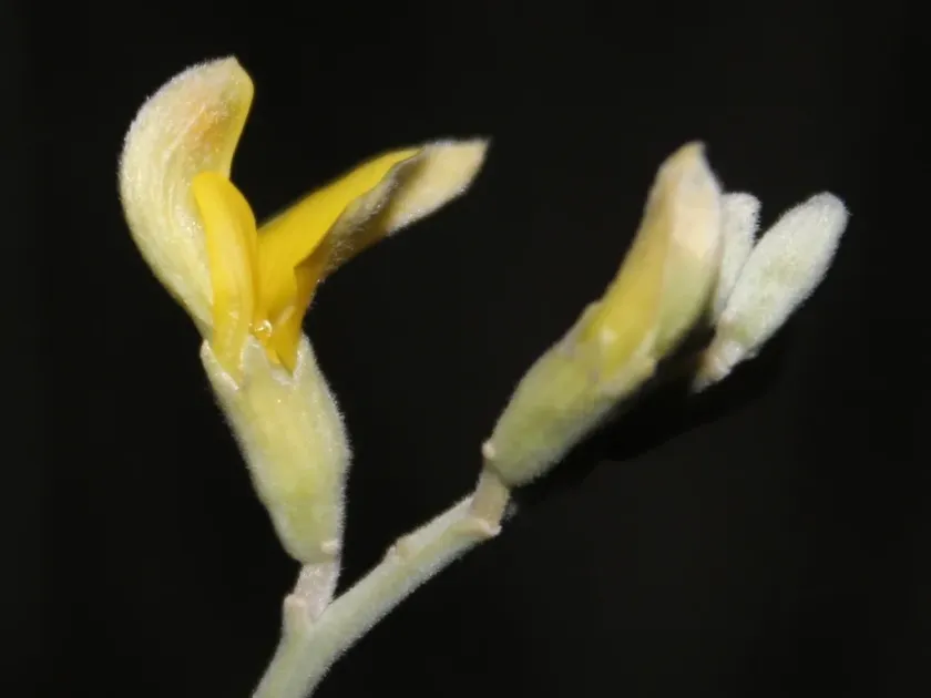 Calobota linearifolia