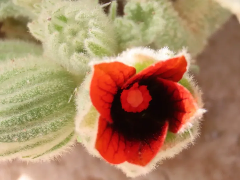 Radyera urens