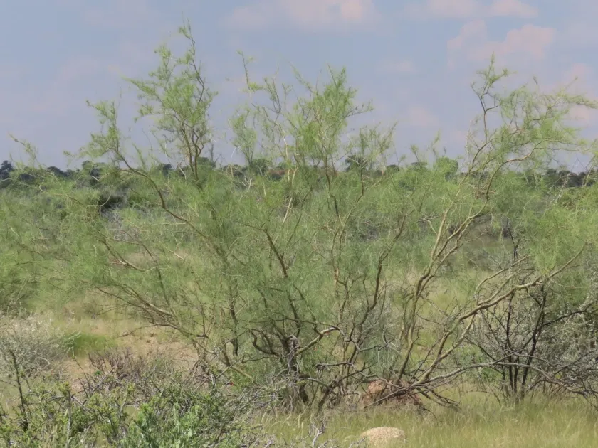 African Parkinsonia