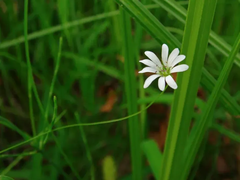 Stellaria filicaulis