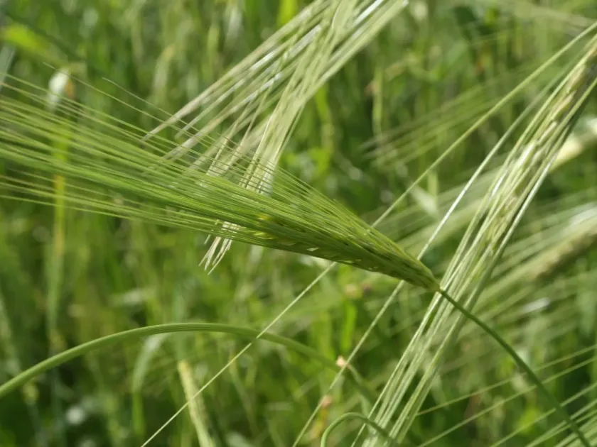 Wild barley